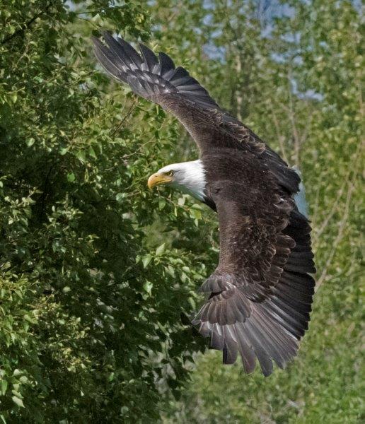 Bald eagle banking
