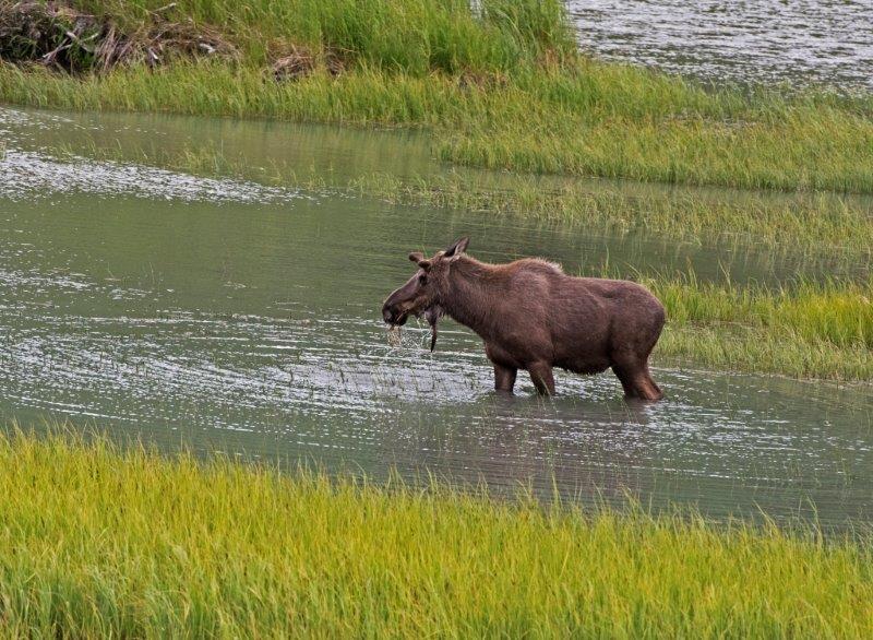 Moose in pond