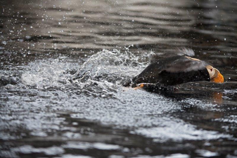 Tufted puffin skimming