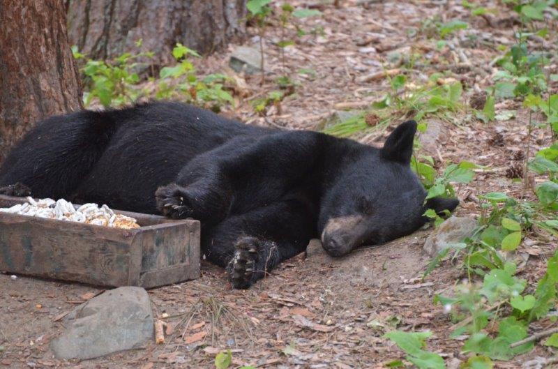 Bear sleeping by trough