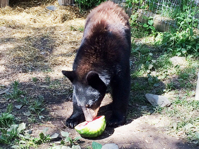 Tasha with watermelon