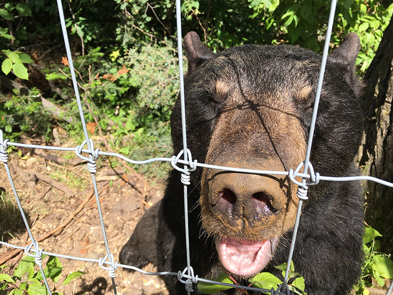 Lucky digging in den