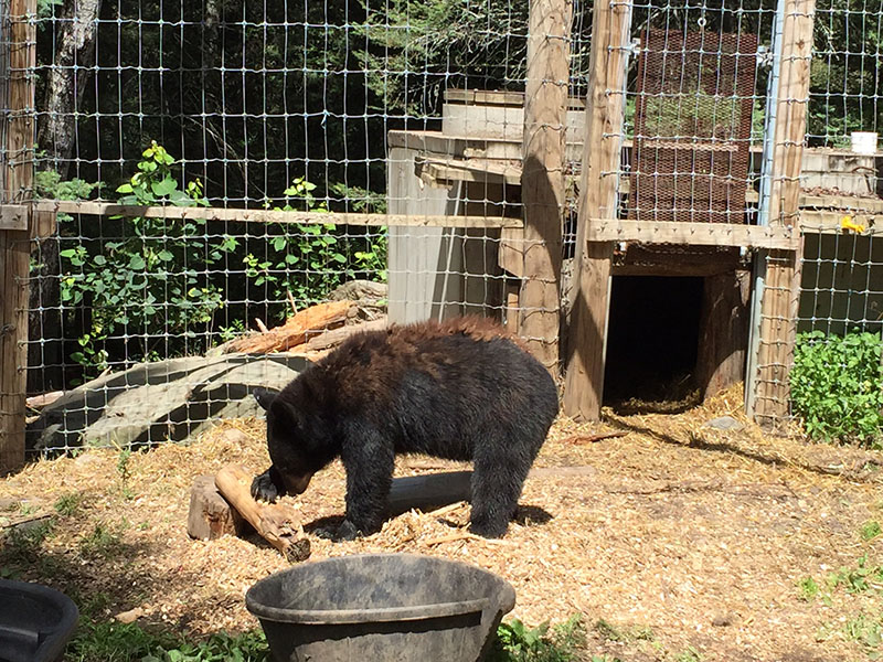 Tasha with peanut butter log