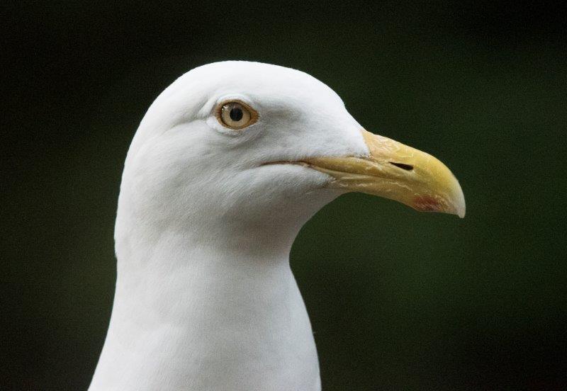 Herring gull