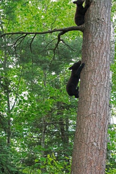 Samanths Cubs climbing