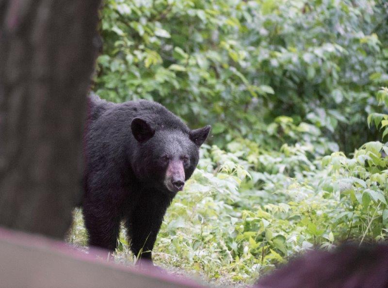 Samantha looking at Crackle