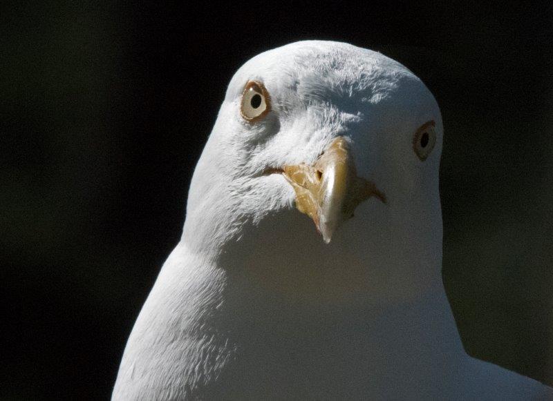 Herring gull
