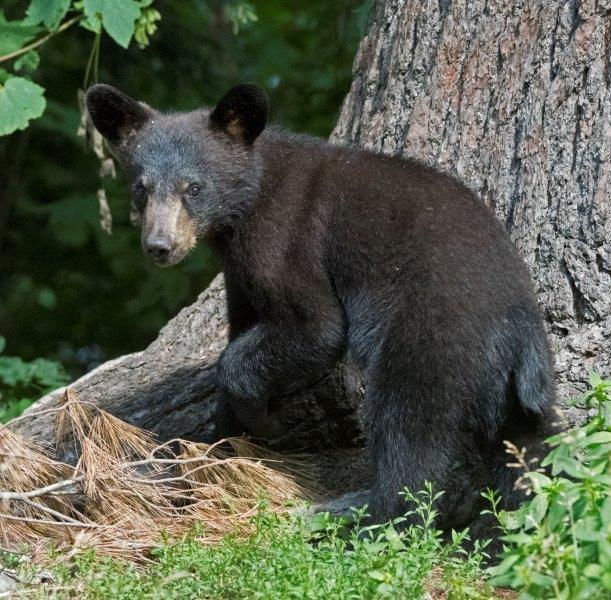 Samanthas cub shedding