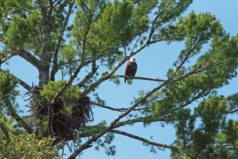 Bald Eagle at nest