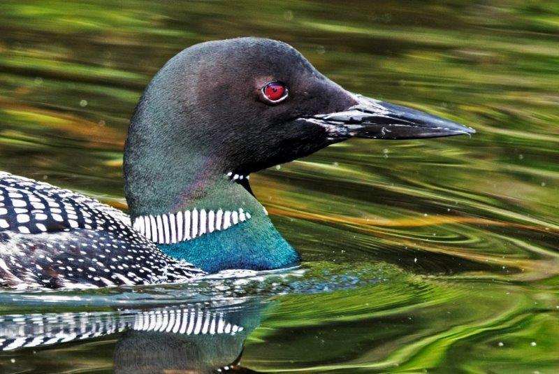 Loon
