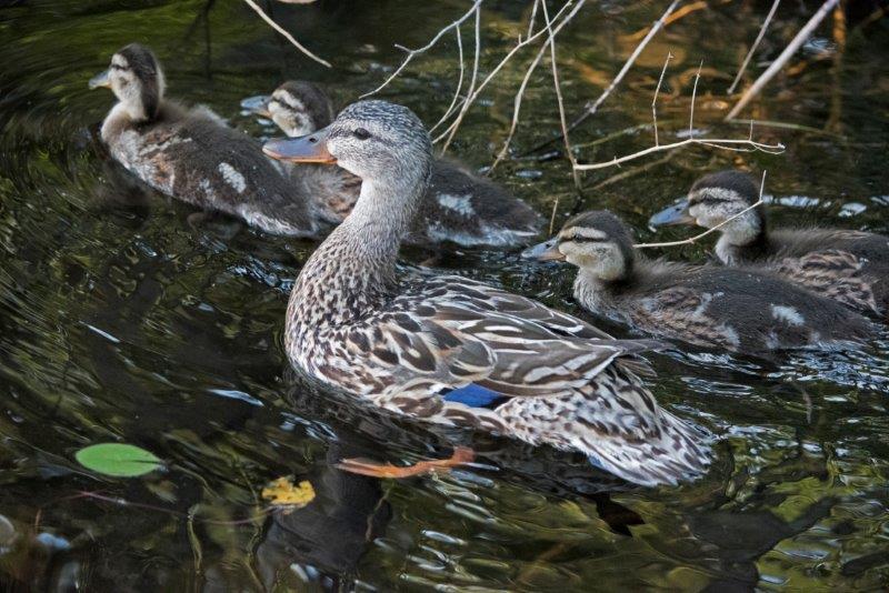 Mallard family