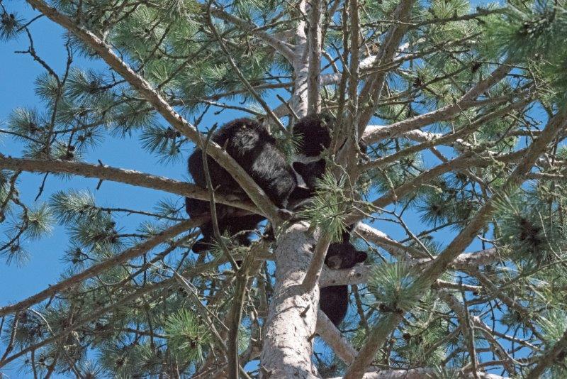 20160725 Fern cubs