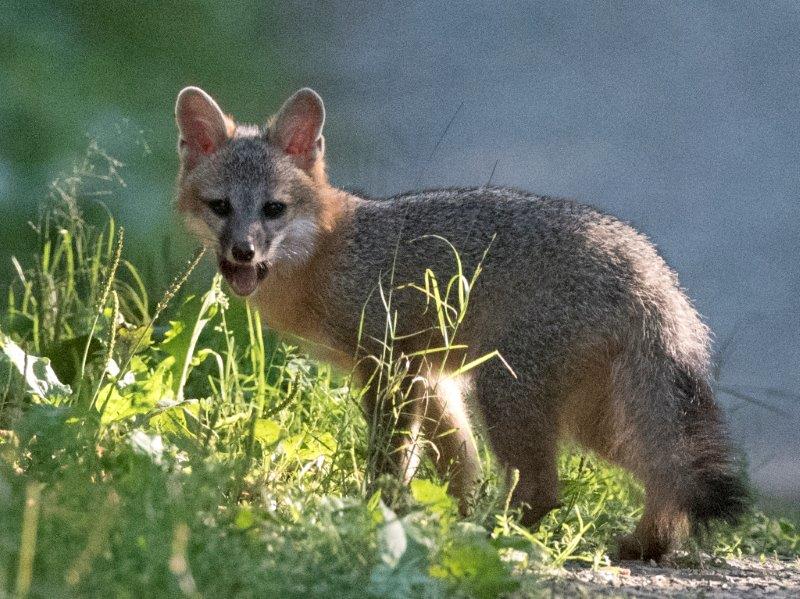 Gray fox pup