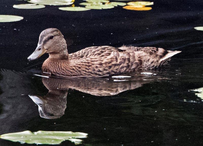 Mallard and reflection