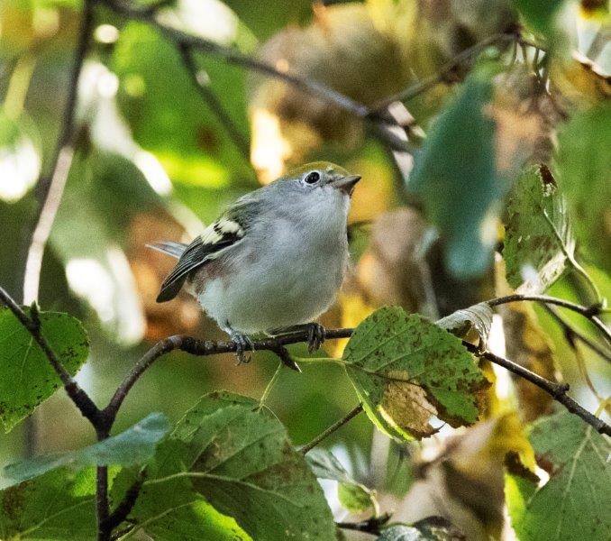 Chestnut-sided warbler immature
