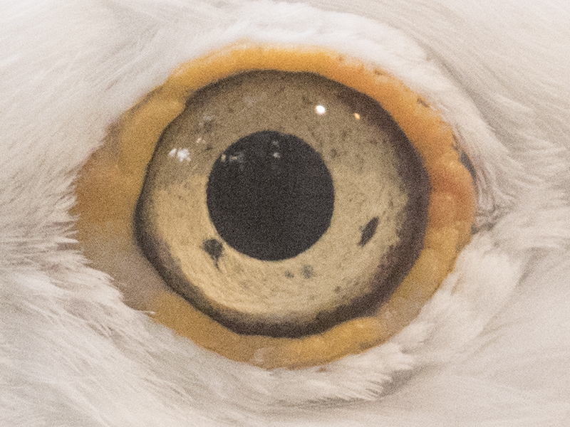 Herring gull eye markings