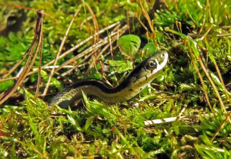 Garter snake slithers away at 1 day old
