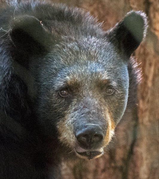 Shadow's gray face