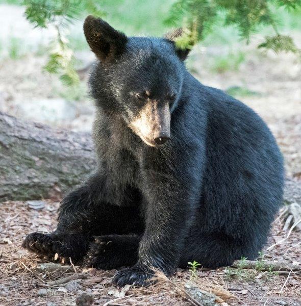 Jewel's unimpressed cub