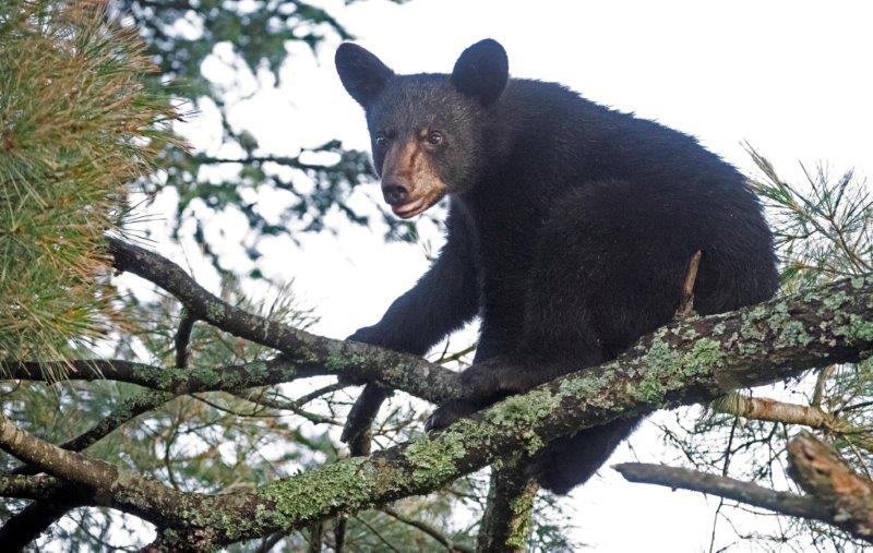 Samanthas cub in tree