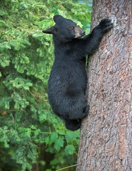 Samanthas cub descending tree