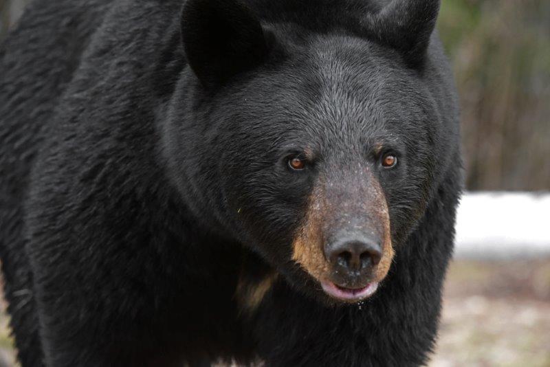 Braveheart - 4/20/16