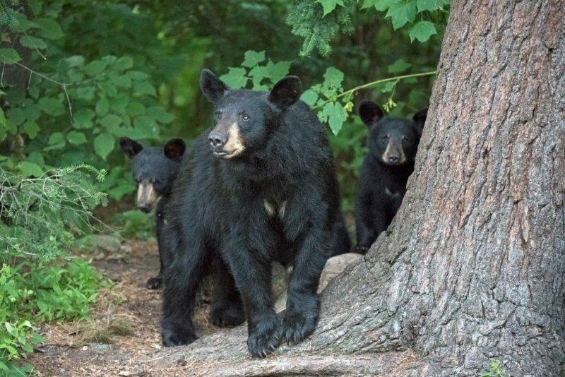 Mystery bear with cubs