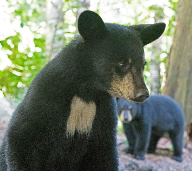 Dawn - Colleen's cub