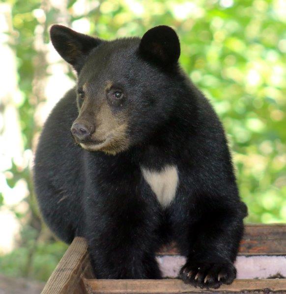 Dawn - Colleen's cub