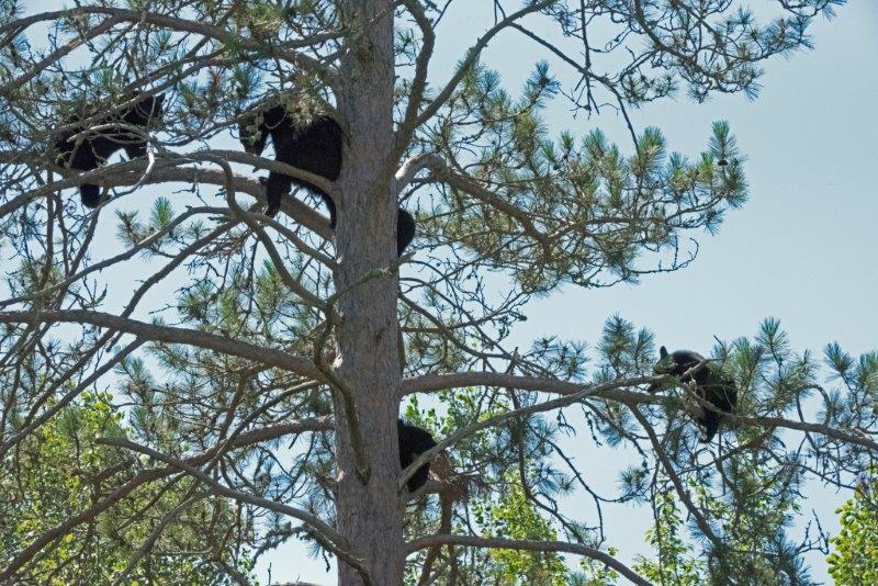 Curtis and Fern standoff
