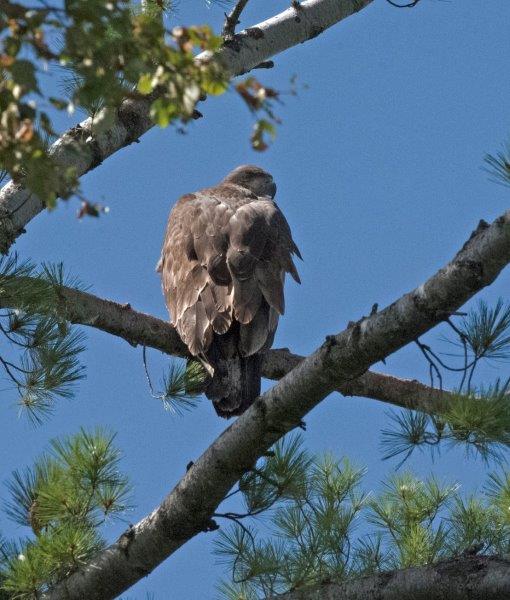 Juvenile Bald Eagle