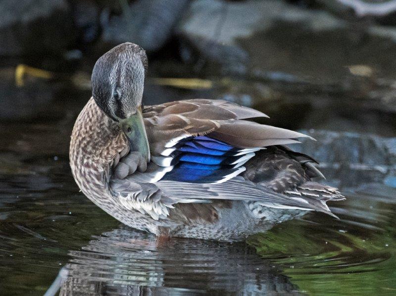Blue spectrum of speculum on Mallard
