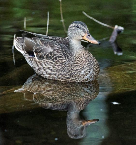 Mallard Reflection
