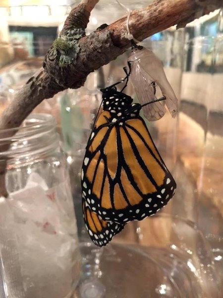 20160816 MonarchRelease