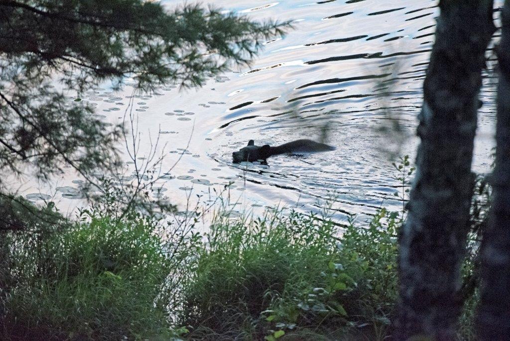 Bear swimming