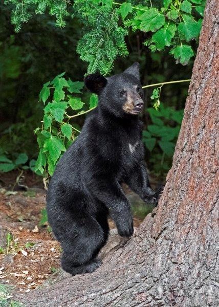 Kimari's cub