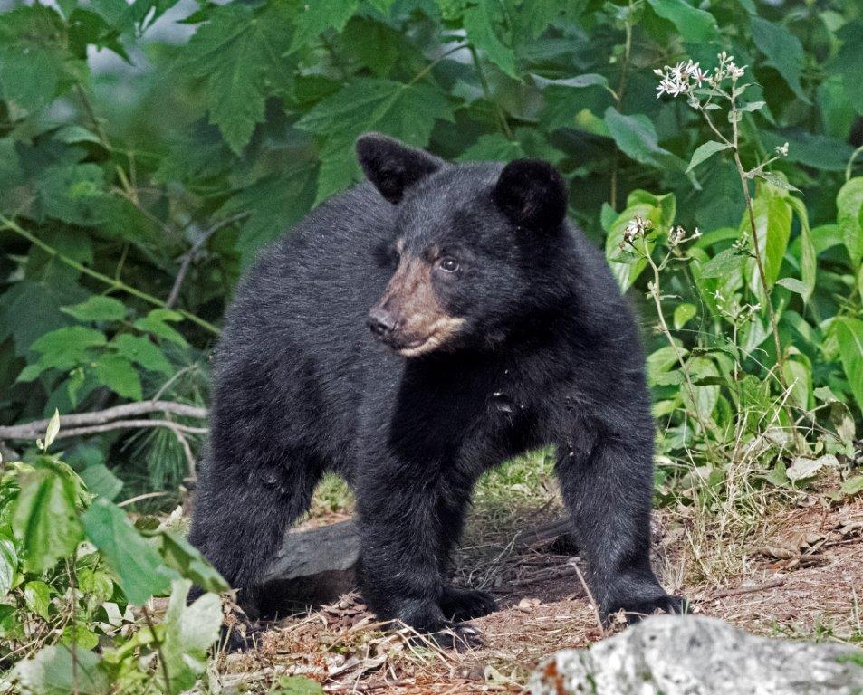 Samantha's female cub