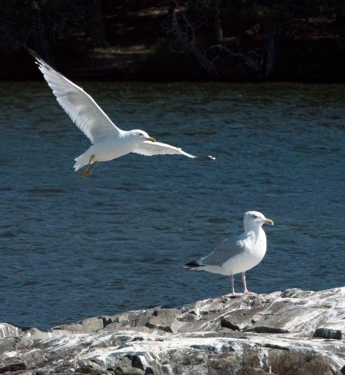 Ring billed and herring gulls