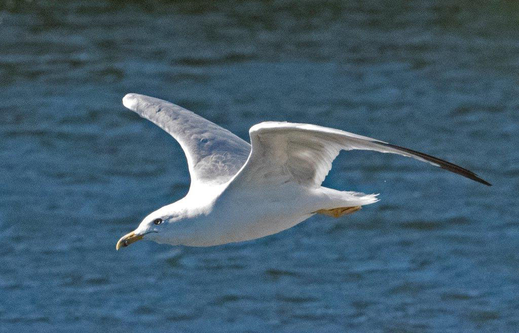 Ring billed gull