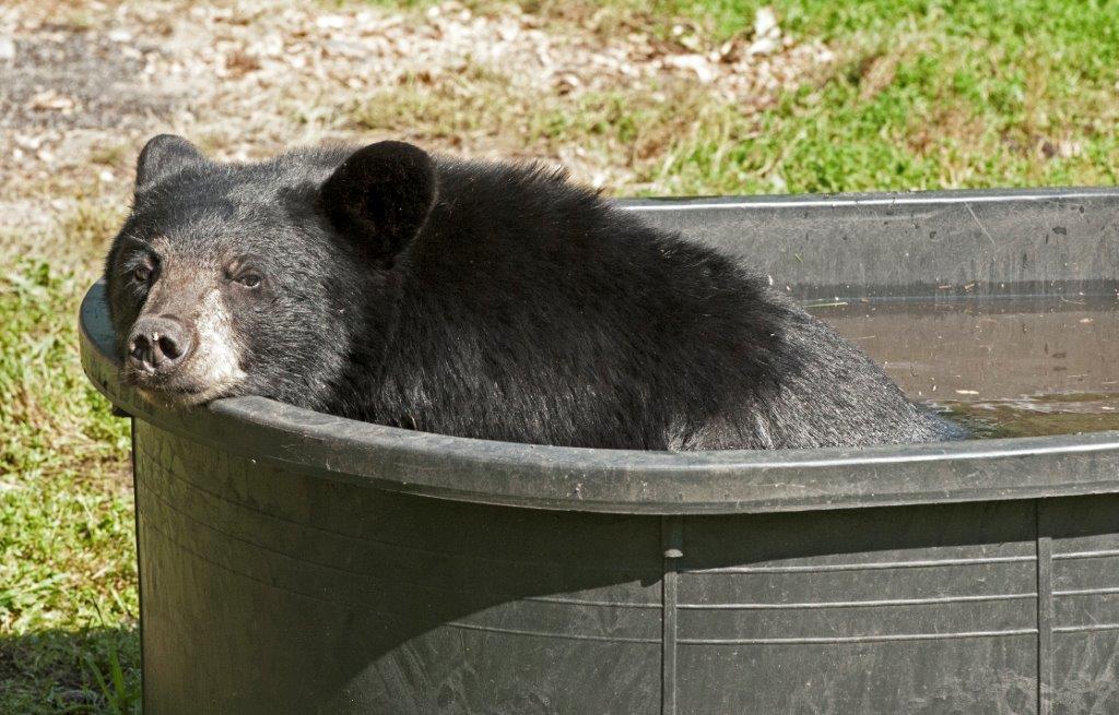 Young male in tub