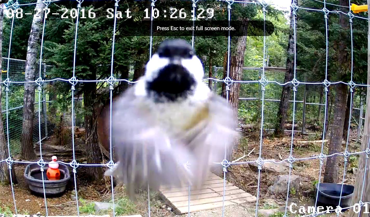 Chickadee Photo Bomb