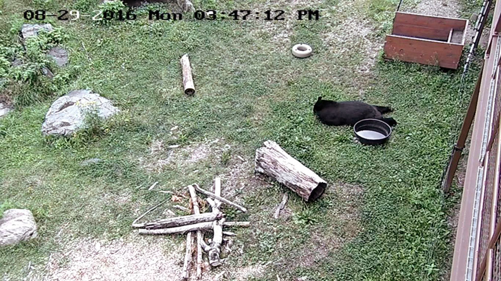 Holly relaxed while foraging