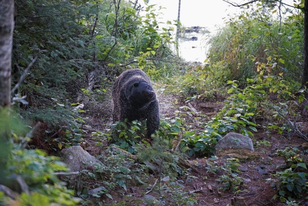 Bear in Woods Lake shaking off water