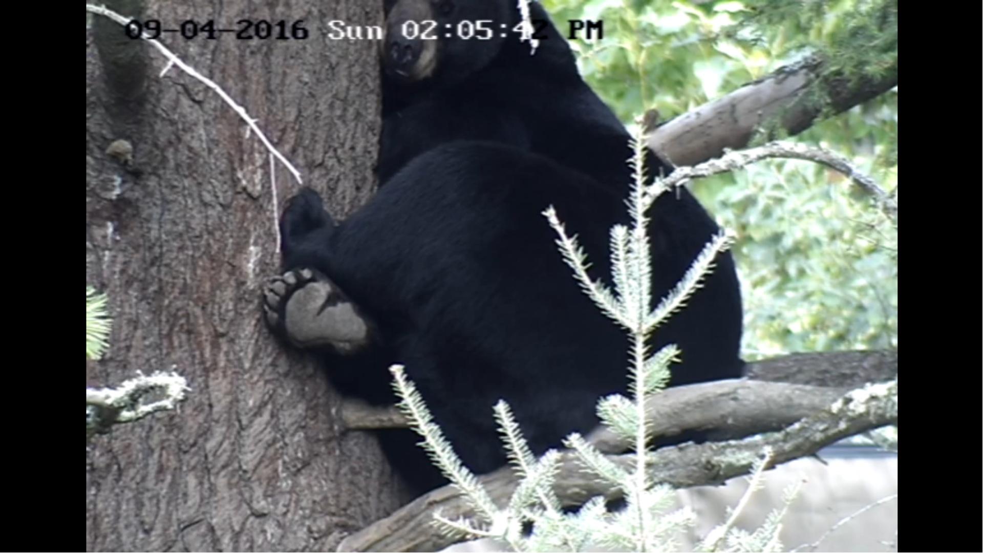 Lucky up the cub tree