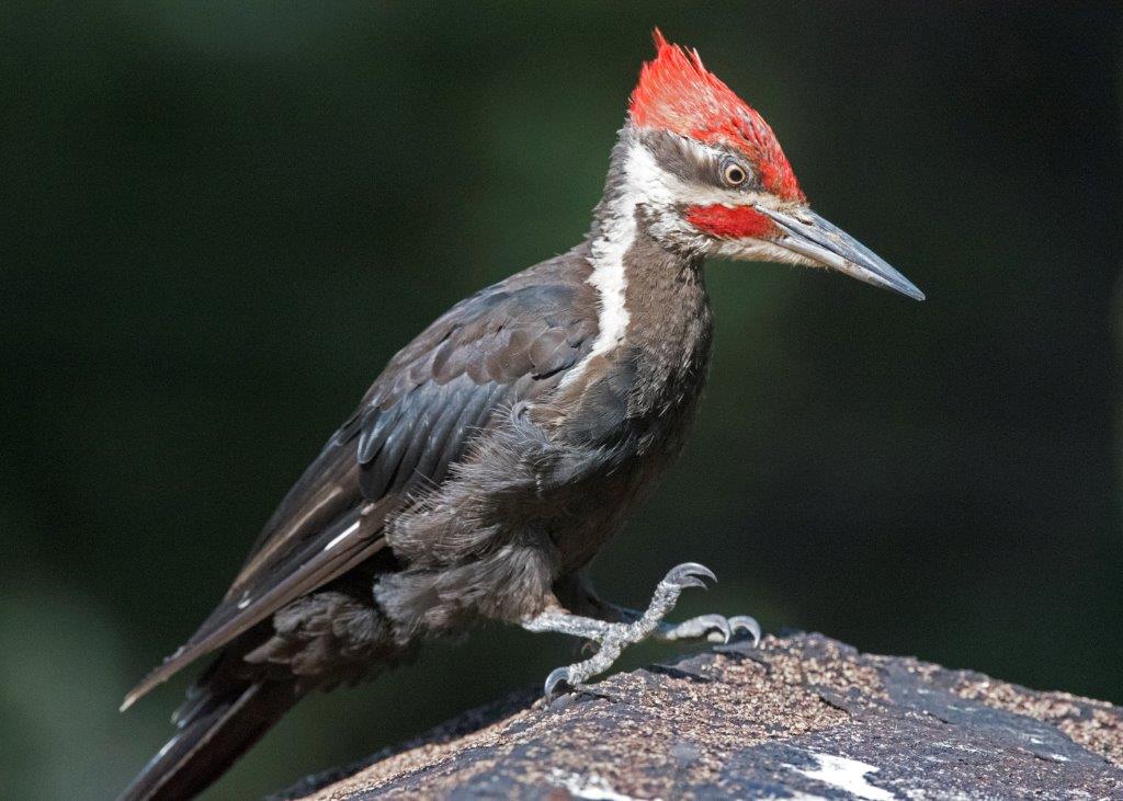 Pileated Woodpecker Male