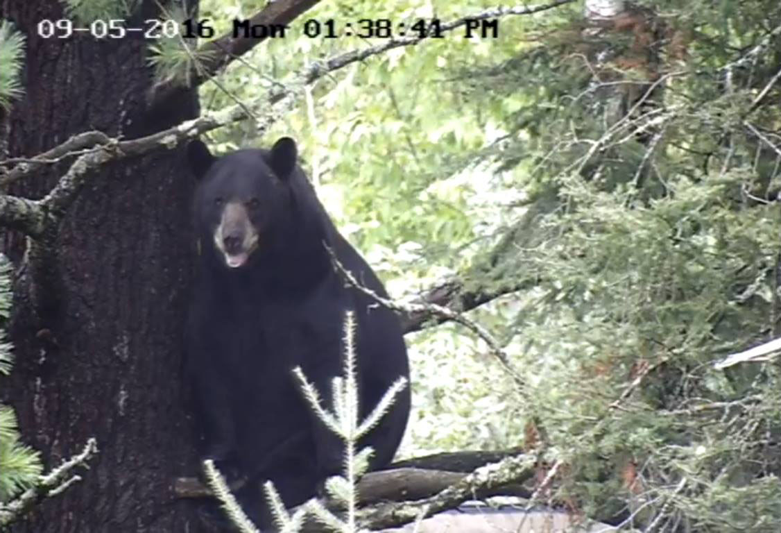 Lucky in the white pine