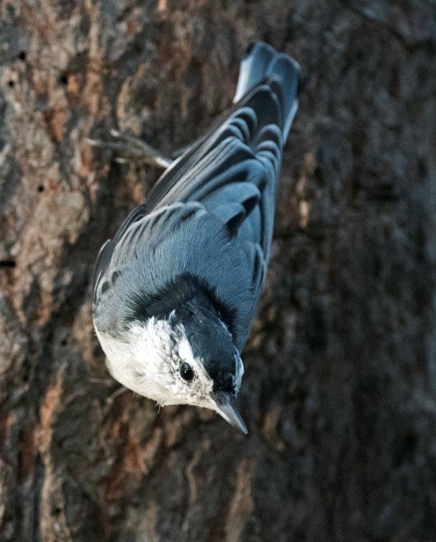 White-breasted nuthatch
