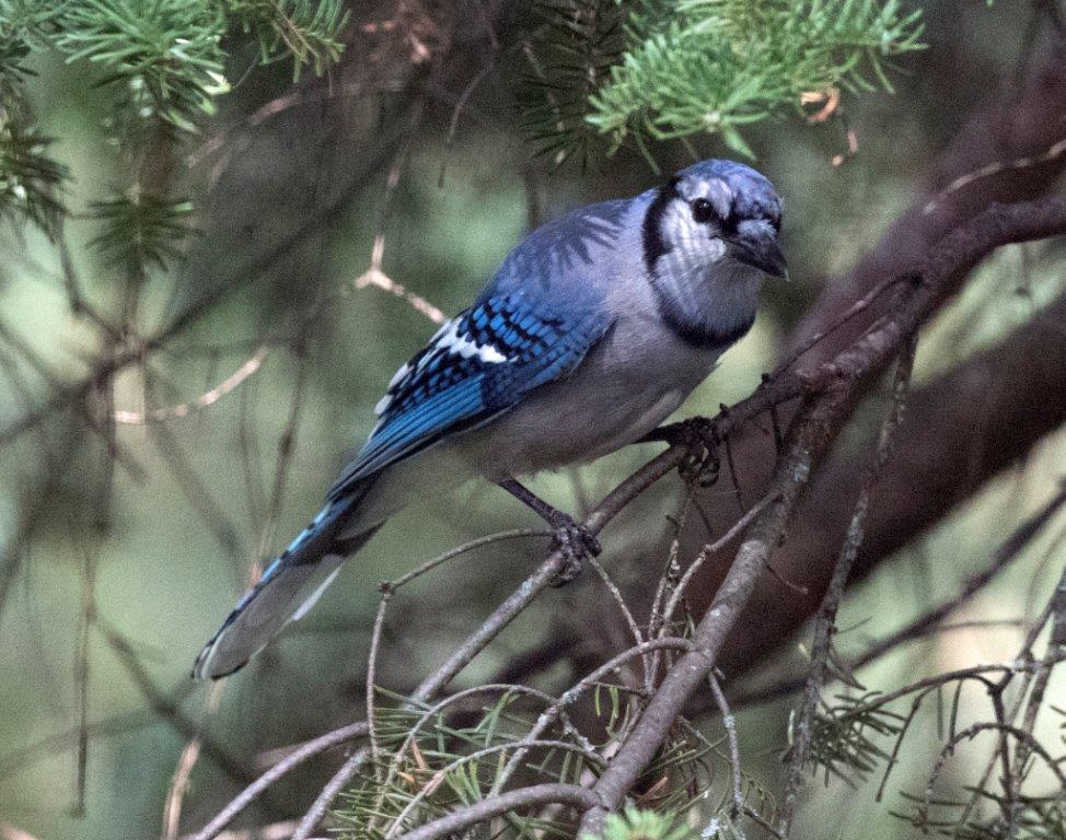 Blue Jay