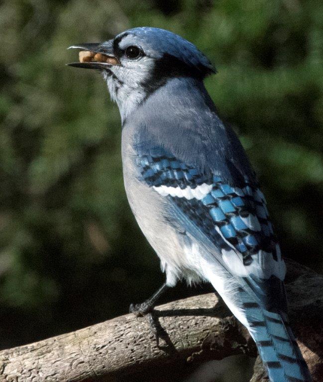 Blue jay