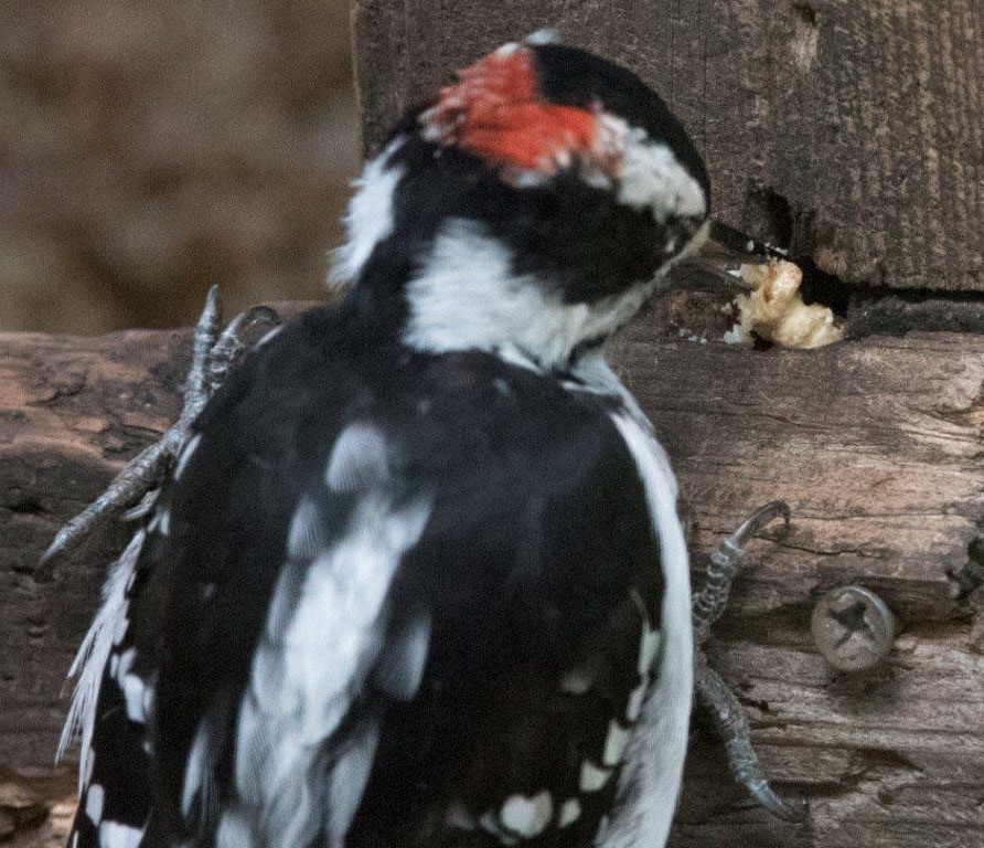 Hairy woodpecker